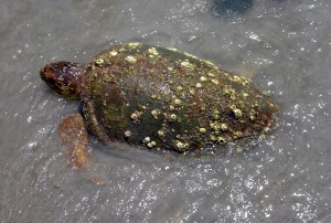 loggerhead                          