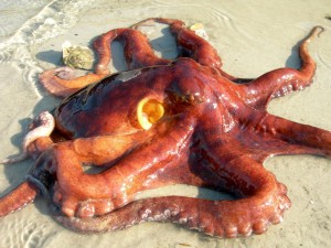 octopus                          