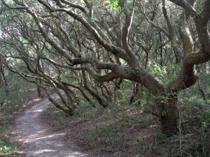 trail-123015                          
